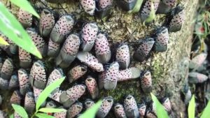 Spotted Lanternfly Infestation on Tree. Photo from https://www.agriculture.pa.gov